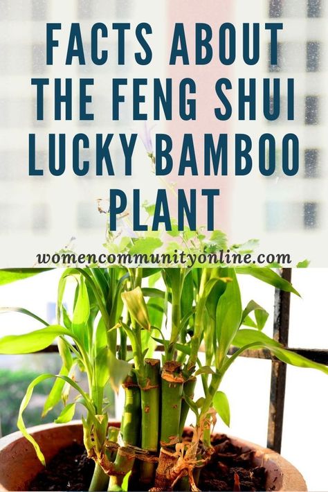 Facts About The Feng Shui Lucky Bamboo Plant #FengShui #LuckyBamboo #IndoorPlant Bamboo Plant Indoor, Lucky Bamboo Care, Indoor Bamboo Plant, Bamboo Plant Care, Grow Turmeric, Feng Shui Good Luck, Indoor Bamboo, Turmeric Plant, Dancing Leaves