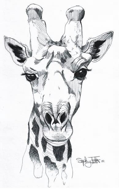 Giraffe drawing Black And White Giraffe Drawing, Giraffe Pencil Drawing, Animal Drawings Giraffe, Line Drawing Giraffe, Drawing A Giraffe, Giraffe Drawing Sketches, Girafe Drawings, Giraffe Drawing Pencil, Giraffe Line Drawing