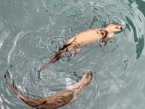 Otter Astethic, Otter Twitter Header, Cute Otter Aesthetic, Sea Otter Aesthetic, Otters Aesthetic, Aesthetic Otter, Otter Aesthetics, Kyla Core, Siren Witch