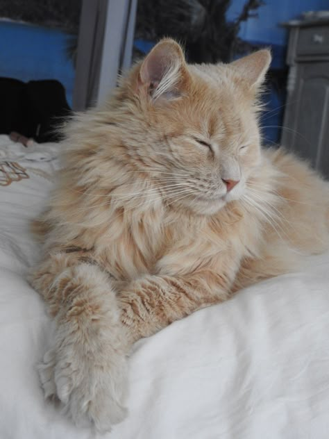 Dream's Cat, Blonde Cat, Paws And Claws, Orange Cats, Fluffy Cat, Cute Cats And Dogs, Kitty Cats, Warrior Cats, Orange Cat