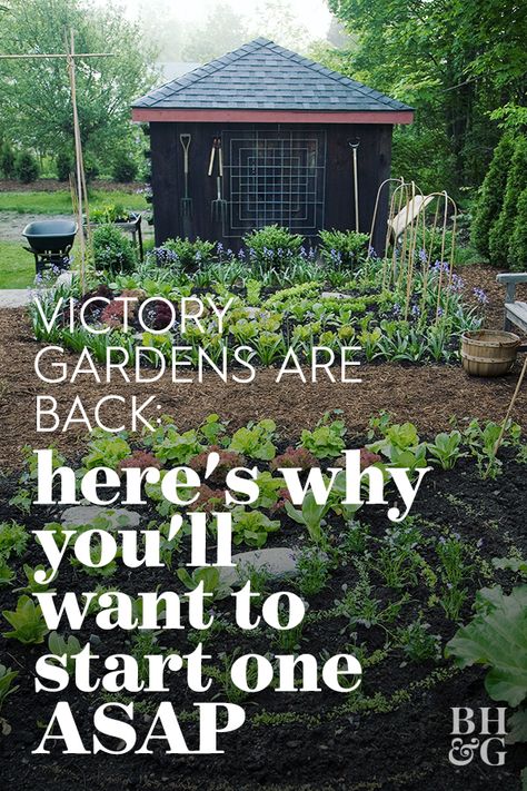 Spring has always been peak gardening season, as plants begin growing again after winter. But this year, people are digging in the dirt for a new reason: the return of victory gardens. #victorygarden #growagarden #athomegarden #gardenplan #bhg Small Victory Garden, How To Plan Your Garden, Beginning Gardening Layout, Victory Garden Ideas, Amish Garden Layout, Victory Garden Layout, Potager Garden Ideas, First Time Garden, Start A Garden For Beginners