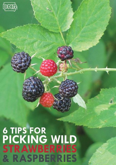 Wild Raspberry Recipes, Organization For Car, Iowa Recipes, Wild Raspberries, Medicinal Herbs Remedies, Tiny Pies, Wild Recipes, Wild Crafting, Strawberries And Raspberries