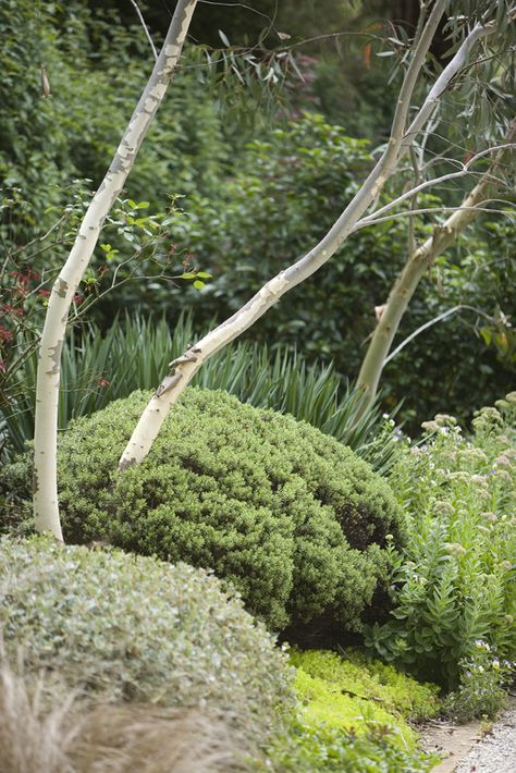 Peter Fudge garden design Peter Fudge Gardens Design, Sea Green Juniper Landscape, Bush Garden, Seaside Garden, Australian Native Garden, Creative Landscape, Dry Garden, Australian Garden, Coastal Gardens