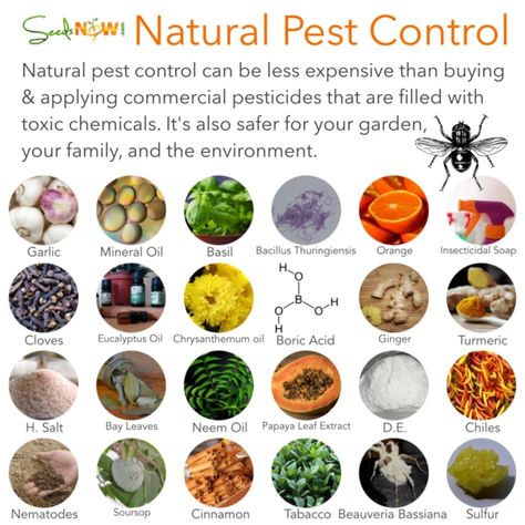 Natural Pest Control Methods Organic Gardening Pest Control, Organic Pest Control, Flea Prevention, Insecticidal Soap, Termite Control, Natural Pest Control, Garden Pest Control, Pest Management, Garden Tool Set