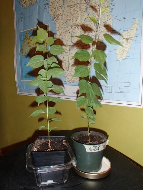 Compost Bins, Growing Trees, Apricot Tree, Apricot Seeds, Milk Box, West Seattle, Seed Saving, Towel Wrap, Stone Fruit