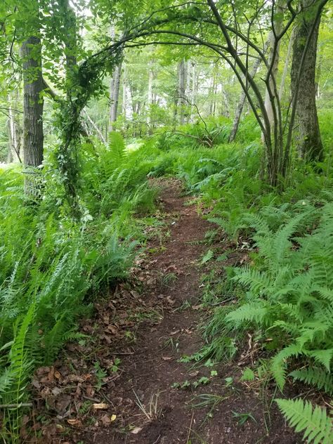 Tree Archway, Forest Fae, Merchandising Ideas, Forest Path, Pine Branch, Woodland Garden, Red House, Visual Merchandising, Food Items