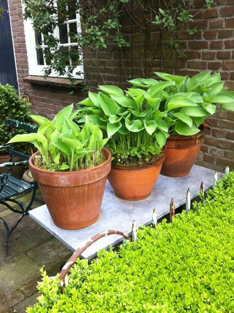 Hostas In Containers, Hostas In Pots, Hosta Sagae, Hosta Frances Williams, Hosta Liberty, Hosta Minuteman, Variegated Hosta, Hosta Elegans, Hosta Varieties