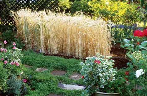 Growing Your Own Wheat  Plant grain in your garden! Here’s how to grow wheat at home for the best bread ever! Now to get some non Americanized wheat seeds from Europe and I'll be set! Growing Grains, Grow Wheat, Growing Wheat, Bbq Garden, Garden Succulents, Homestead Gardens, Self Sufficiency, Homestead Survival, Self Sufficient