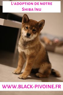 L'adoption de notre Shiba Inu Dog With A Blog, Shiba Inu Dog, Dog Blog, Shiba Inu, Dog Breeds, Blogging, Adoption, Dogs