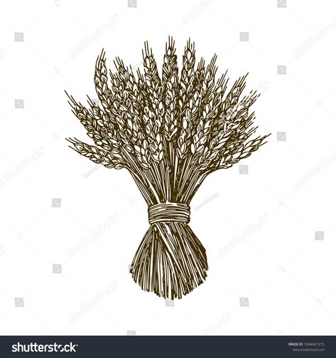 Wheat Drawing, Sheaf Of Wheat, Wheat Sheaf, Diy Clothing, Environmental Graphics, Pen Drawing, Vintage Illustration, Flower Drawing, Royalty Free Images