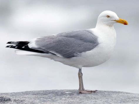 Herring Gull, Winter Bird, Shorebirds, Bird Tree, Backyard Birds, Dark Eyes, Fishing Boat, Sea Birds, Parking Lot