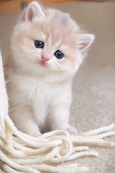 Baby Kitten Videos, Beautiful Kittens, Stories Videos, Cute Cats Photos, Cute Cat Gif, Baby Animals Funny, Cat Behavior, Cute Animal Videos