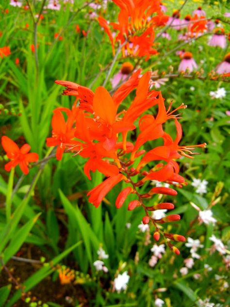 Crocosmia 'Lucifer' or Montbretia 'Lucifer' Lucifers Fall, Montbretia Crocosmia, Lucifer Morningstar Red Eyes, Lucifer Morningstar Car, Crocosmia Lucifer, Lucifer Behind The Scenes, Perennial Bulbs, Lucifer Morningstar, Plant Tags