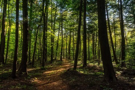 Trees Background, Grass Field, Walk In The Woods, Autumn Landscape, Tree Art, North American, Natural Beauty, Hiking, Forest