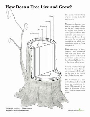 Color in this diagram to see how a tree works and to better understand how many plants transport their "food". Tree Anatomy, Anatomy Worksheets, Tree Lady, Arborist Climbing, Ag Education, Scientific Poster, Tree Id, Tree Growth, Tree Identification