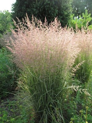 Ornamental Grass Landscape, Feather Reed Grass, Bush Garden, Garden Grass, Grass Landscape, Ornamental Grass, Garden Landscaping Ideas, Grasses Landscaping, Gravel Garden