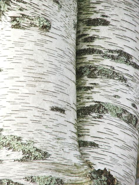 Paper Birch mature bark Betula papyrifera Birch Leaves, Birch Bark Painting, Multistem Birch, Birch Tree Bark Contact Paper, Birch Tree Forest Aesthetic, Betula Papyrifera, Birch Bark Fabric, Betula Pendula, White Birch Trees