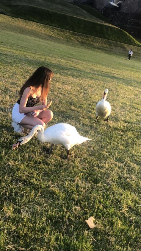 Feeding swans at linthigow palace #swans #animals #nature #food #summer #aesthetic #cuteanimalhumor #photography #photooftheday #sunset Feeding Animals Aesthetic, Cute Funny Animals, Cute Animals, Photography, Animals