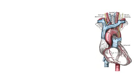 #infographics simple background #medicine #science #heart #1080P #wallpaper #hdwallpaper #desktop Medicine Wallpaper, Nursing Wallpaper, Anatomy Wallpaper, Brain Illustration, Wallpaper Notebook, Medical Wallpaper, Heart Anatomy, Skeleton Illustration, Aesthetic Medicine