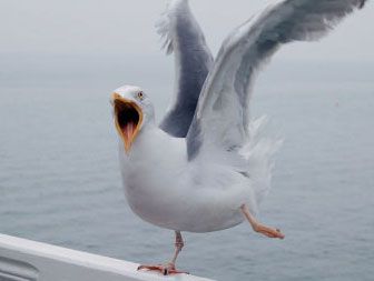 David and Caitlyn Cottrell...: Seagull BBQ Seagulls Flying, Animal Ideas, Pixar Films, Image Nature, Animal Antics, Funny Birds, Bird Pictures, Sea Birds, Watercolor Bird