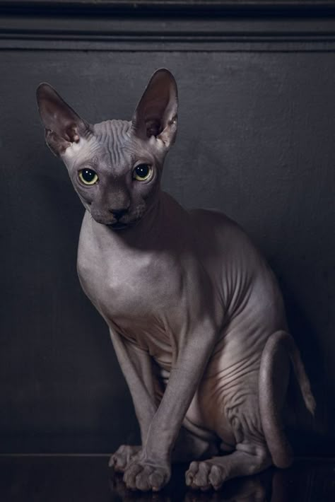 Cat Pet Shop, Cat Hairless, Cute Hairless Cat, Sphinx Cats, Chat Sphynx, Hairless Cats, Sphinx Cat, Sphynx Cats, Hairless Cat