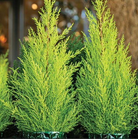 Lemon Cypress In Pots, Trees Indoors, Cypress Plant, Cedar Plant, Cyprus Trees, Houseplant Tips, Lemon Cypress, Monterey Cypress, How To Grow Lemon