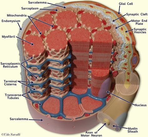 Muscle Fiber Model: Motor Neuron, Myeline Sheath, Node of Ranvier, Synaptic Terminal, Synaptic Cleft, Endomysium, Sarcolemma, Nuclei, Mitochondria, T-tubules, Sarcoplasmic Reticulum, Myofibrils Muscle Fiber, Smooth Muscle, Anatomy Bones, Motor Neuron, Basic Anatomy And Physiology, Feel Energized, Anatomy Models, Musculoskeletal System, Human Body Anatomy