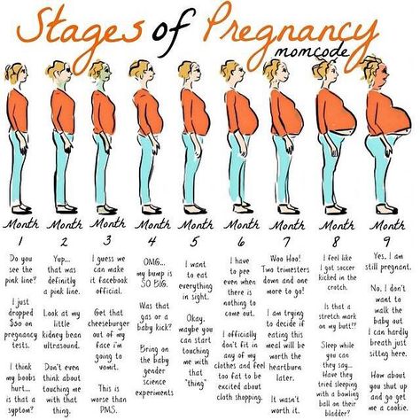 Stages of Pregnancy 5 Weeks Pregnant, Pregnancy Memes, Pregnancy Calendar, Pregnancy Info, Pregnancy Labor, Baby Stage, Pregnancy Quotes, Pregnancy Months, Pregnancy Humor