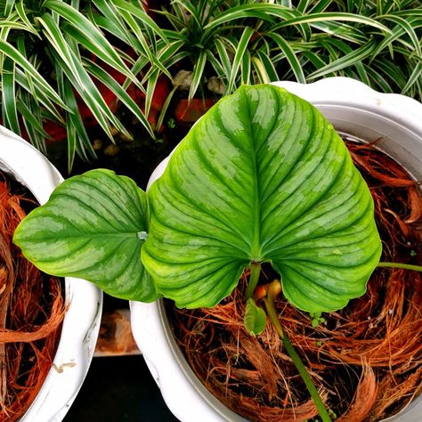 Plant Leaves, Plants, Silver