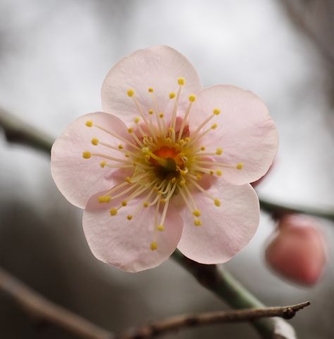 japanese apricot Apricot Photography, Japanese Apricot Flower, Plum Tattoo, Japanese Apricot, Flower Library, Apricot Blossom, Random Character, Flower Drawings, Paper Plants