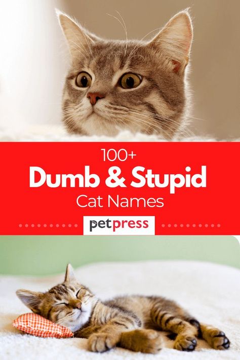 Some cats are always doing something silly that will make you laugh. And if you want to name him/her with a dumb cat names, here we’ve compiled the complete dumb and stupid cat name ideas for you. Cat Names Ideas, Ginger Cat Names, Silly Kittens, Cat Name Ideas, Unique Cat Names, Funny Cat Names, Silly Names, Cute Cat Names, Weird Names