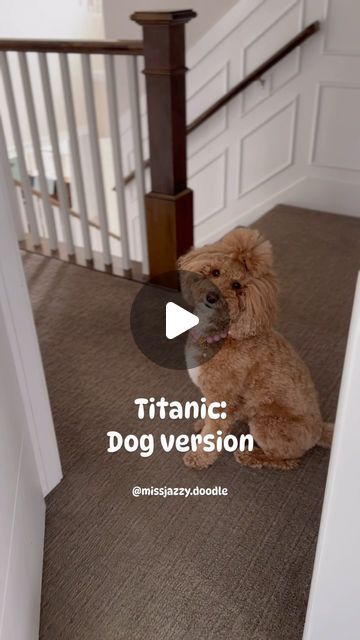 JAZZY🐾 the Fashion Doodle and dog mom Krista Robinson on Instagram: "Draw me like one of your French girls Jack 😏

🏷️
#dogvideos #funnydogs #dogreels #doodlepup #doodletales #goldendoodle #goldendoodles #goldendoodlelove #dogslife #dogmodel" Funny Golden Doodles, Giant Goldendoodle, Goldendoodle Funny, Funny Goldendoodle, Golden Doodle, Goldendoodle Puppy, Dog Modeling, French Girls, Dog Gifs