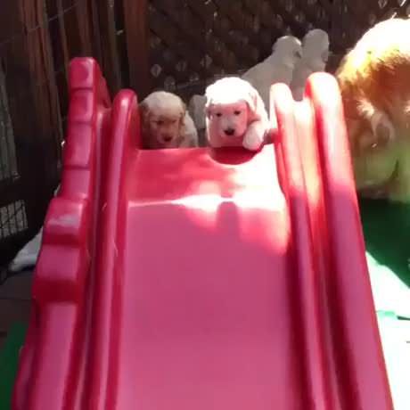 Puppy going down a slide Puppy Playing, Puppies And Kittens, Pictures Of Dogs, Pet Puppy, Little Animals, Awesome Pictures, A Puppy, Cute Little Animals, Dog Pictures