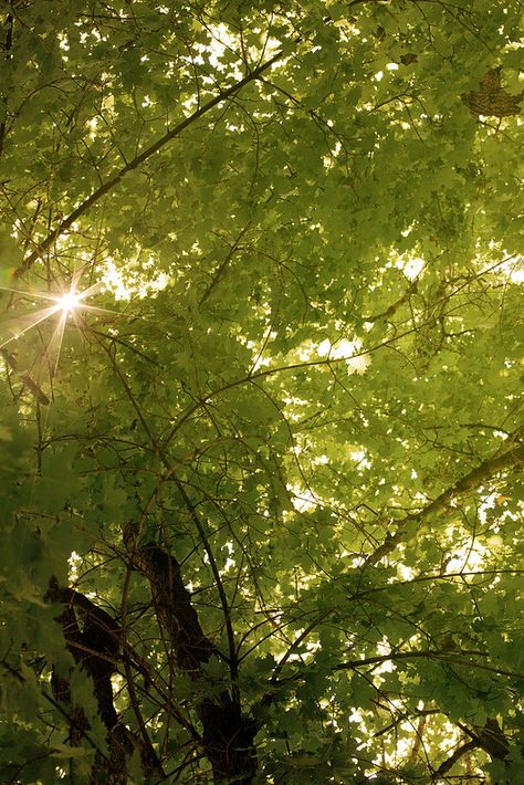 Bright Green Nature Aesthetic, Pretty Shades Of Green, Light Green Forest Aesthetic, Leaves Aesthetic Drawing, Bright Forest Aesthetic, Green Aesthetic Bright, Yellowish Green Aesthetic, Baby Green Aesthetic, Warm Green Aesthetic