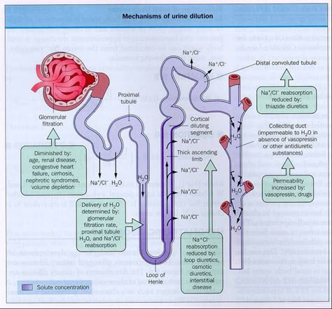 parts of nephron and function | Re: Why is there a difference in the thickness of the loop of henle ? Nephron Anatomy, Endocrine Pathophysiology, Acute Glomerulonephritis, Respritory System Diagram, Loop Of Henle, Urinalysis Results, Urinalysis Interpretation, Study Biology, Biology Facts