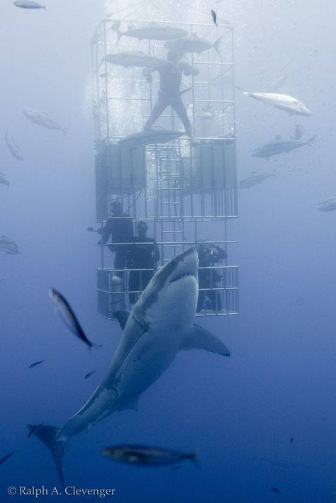 Shark Party Food Ideas, Shark Party Food, Food Ideas To Make, Summer Photoshoot Ideas, Shark Attacks, Shark Cage Diving, Shark Cage, Shark Facts, Shark Photos