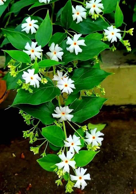 Parijatak Flower, Parijat Flower, Jasmine Bush, Round Mehndi, Pretty Flowers Photography, Flower Aesthetics, Jamini Roy, Monogram Tattoo, Money Wallpaper Iphone