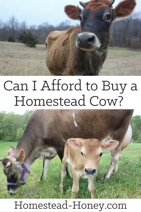 A family milk cow brings innumerable benefits to your homestead, but it is also a fairly significant investment. Here's a close look at some of the Family Milk Cow, Raising Cows, Homestead Livestock, Family Cow, Milk Cows, Homesteading Animals, Raising Cattle, The Moo, Raising Farm Animals