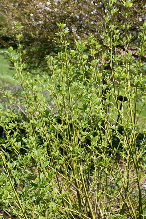 Bud's Yellow Dogwood (Cornus alba 'Bud's Yellow') at Gertens Yellow Twig Dogwood Landscape, Yellow Twig Dogwood, Spooky Garden, Cornus Alba, Twig Dogwood, Low Maintenance Shrubs, Landscape Plan, Pollinator Garden, Spring Photos