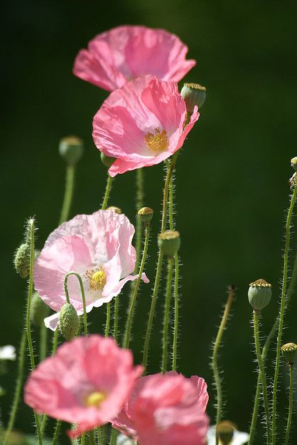 ~~Pink Poppies by Bull Rider~~ Pink Poppies, The Grass, Poppy Flower, Happy Valentine's, Beautiful Blooms, Amazing Flowers, Love Flowers, Flowers Photography, Pansies