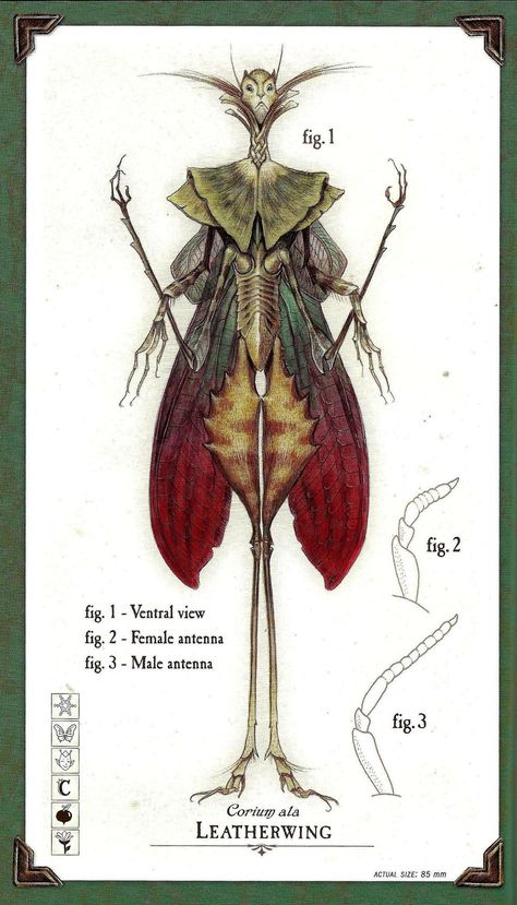 Care and Feeding of Sprites - Spiderwick Chronicles Wiki - Wikia The Spiderwick Chronicles, Tony Diterlizzi, Spiderwick Chronicles, Stuffed Pumpkin, Holly Black, Mythical Creatures Art, Wow Art, Mythological Creatures, Mystical Creatures