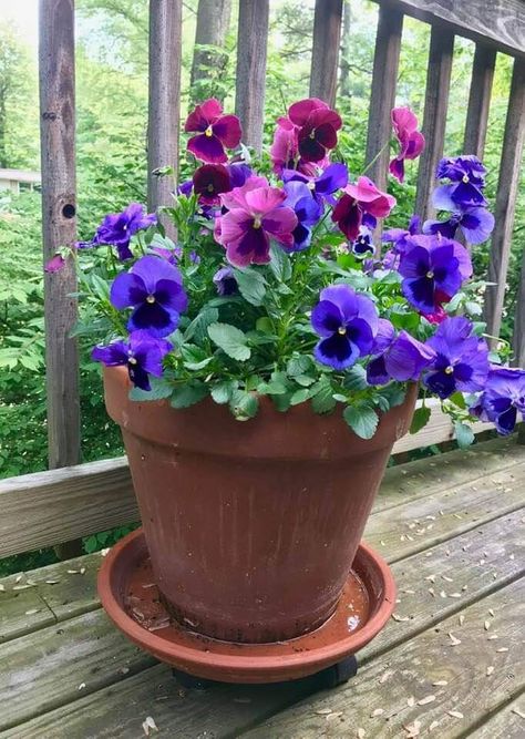 Pansy Flowers Pots, Pansies Potted, Pansies In Containers, Winter Container Gardening, Spring Planter, Patio Flowers, Flower Pots Outdoor, Outdoor Flowers, Spring Bulbs