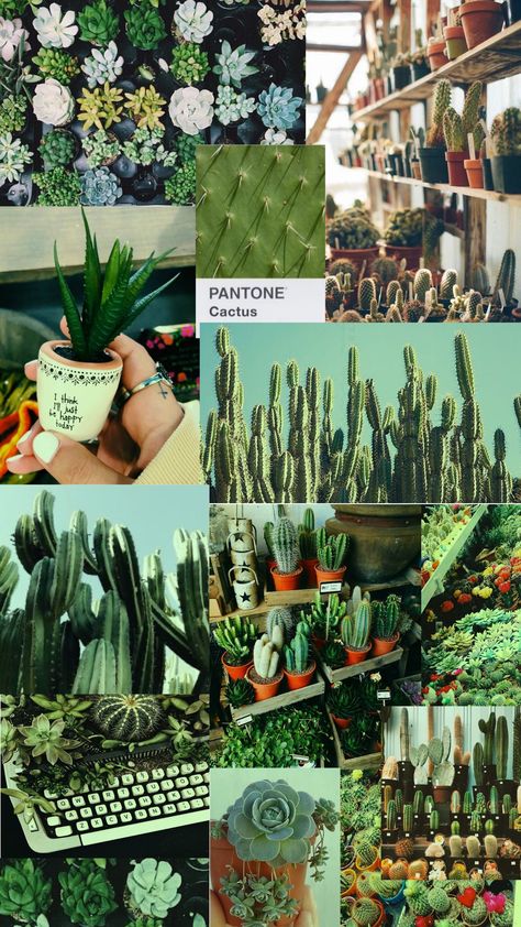 Cactus Background Aesthetic, Green Cactus Aesthetic Wallpaper, Cactus Wallpaper Iphone Aesthetic, Wallpaper Kaktus Aesthetic, Aesthetic Wallpaper Cactus, Green Cactus Aesthetic, Cactus Wallpaper Aesthetic, Cactus Aesthetic Wallpaper, Aesthetic Cactus Wallpaper