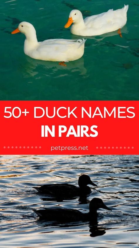 We’ve got over 50 duck names for you to choose from. Whether you’re looking for duck names that are cute and cuddly, or fierce and ferocious, we’ve got you covered. Funny Duck Names, Harry And Sally, Cagney And Lacey, Harry Lloyd, Homer And Marge, Jim Pam, Cinderella Prince, Mario And Princess Peach, Laverne & Shirley