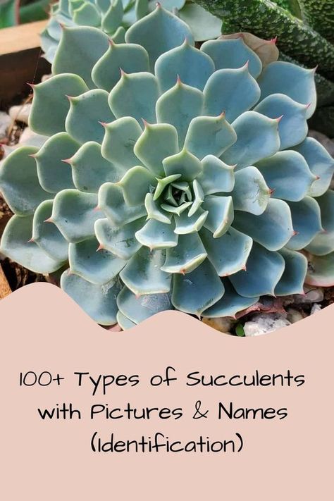 100+ Types of Succulents with Pictures & Names (Identification) Names Of Succulent Plants, Succulent Types Chart, Succulents Names And Pictures, Types Of Cactus Plants Names, Different Succulents Plants, Crassula Succulent Types, Kinds Of Succulents, Succulents Types, Succulents Ideas