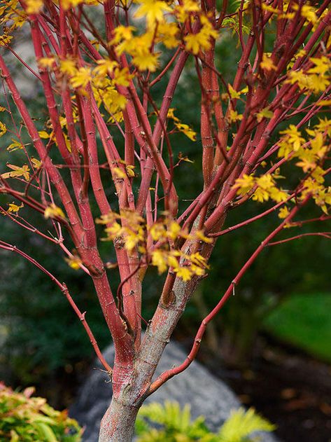 Year-round color! That's what you get with coral bark maple. This type of maple tree has coral-color bark and pale green leaves that turn bright yellow in the fall—one of the favorites of yellow maple trees. This golden maple tree prefers slightly moist soil and full-sun to light-shade sun exposure.                         Name: Acer palmatum 'Sangokaku'                         Growing Conditions: Full Sun/Light Shade                         Size: 15–20 feet tall, 12 feet wide                ... Flower Bed Decor Ideas, Coral Bark Maple, Japanese Maple Varieties, Autumn Blaze Maple, Flower Bed Decor, Coral Bark Japanese Maple, Red Maple Tree, Small Purple Flowers, Street Trees