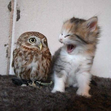 Introvert Vs Extrovert, Owl Pictures, Silly Animals, Baby Owls, Cute Owl, Silly Cats, Cute Little Animals, 귀여운 동물, Animals Friends