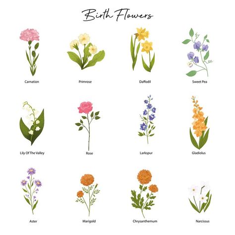 Birth Flower Illustration, Flower Of January, All Flowers Name, Flower Of May, March Flower, January Flower, January Carnation, March Birth Flower, January Birth Flower