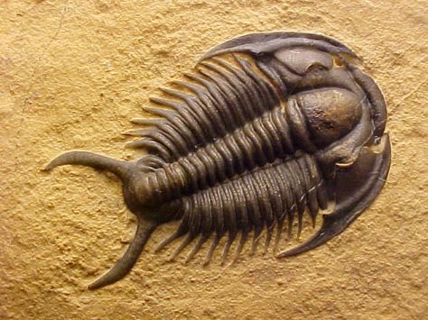 Tricrepicephalus coria. Trilobita, Ptychopariida, Tricrepicephalidae. Cambrien moyen. Weeks Formation, Millard County, Utah, USA. Sea Dinosaurs, Stone Wall Art, Terracotta Warriors, Rocks And Fossils, Trilobite Fossil, Amber Fossils, Paleo Art, Utah Usa, Extinct Animals