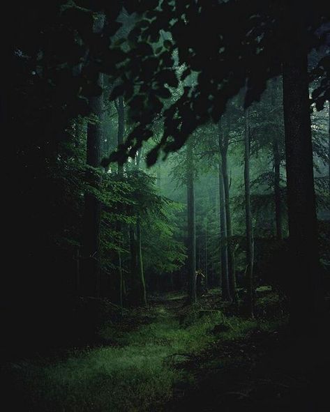 Dark Fantasy Forest, Southern Gothic Aesthetic, Dark Forest Aesthetic, Forbidden Forest, Dark Summer, Forest Light, Enchanted Wood, Fantasy Forest, Blue Forest